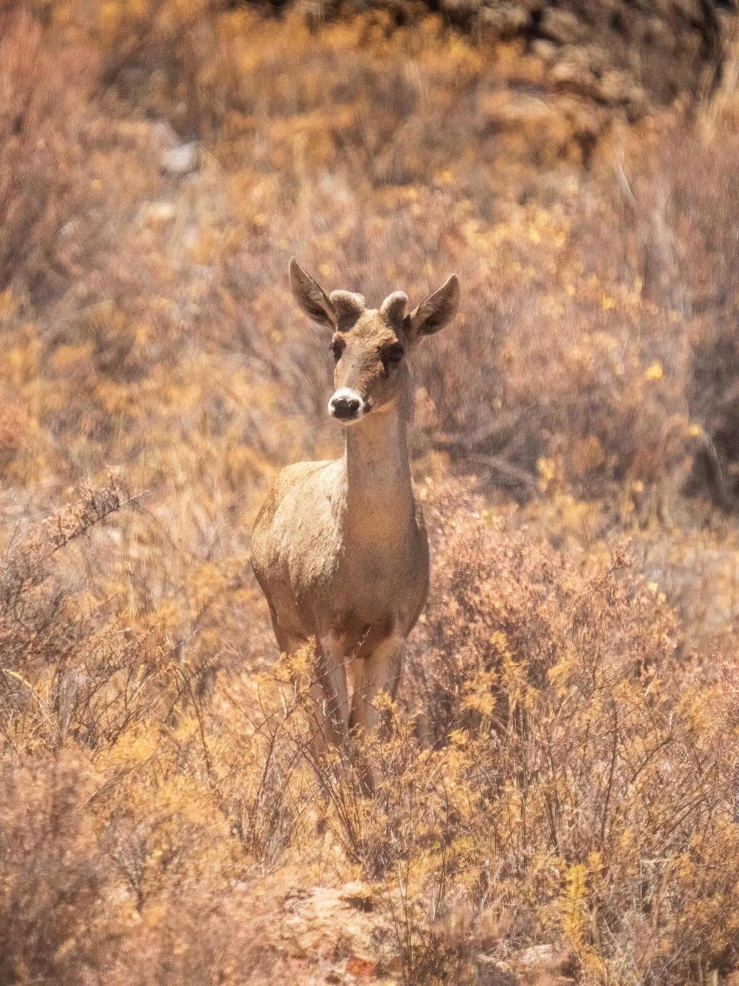 La taruka, un huemul sobreviviendo en el desierto más árido del mundo